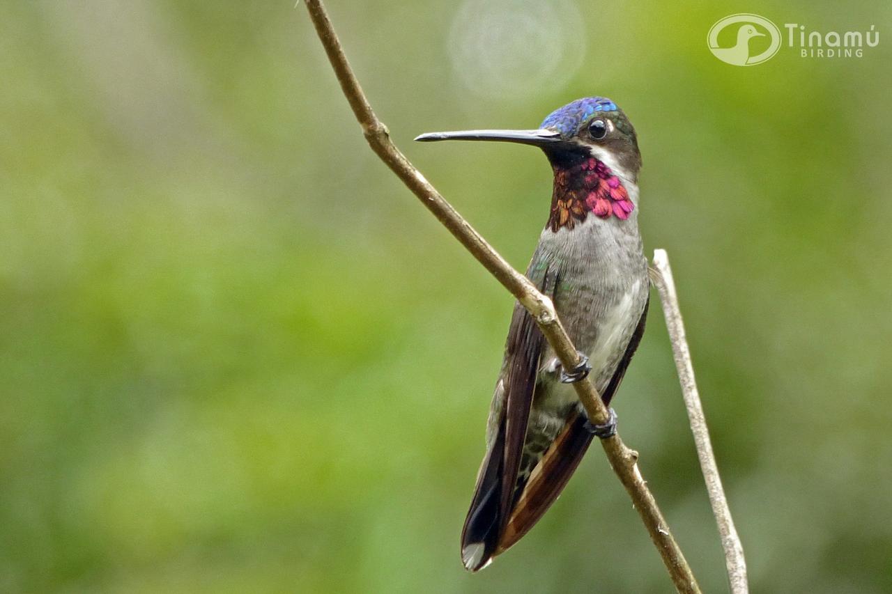 Hotel Tinamu Birding La Manuelita Exterior foto