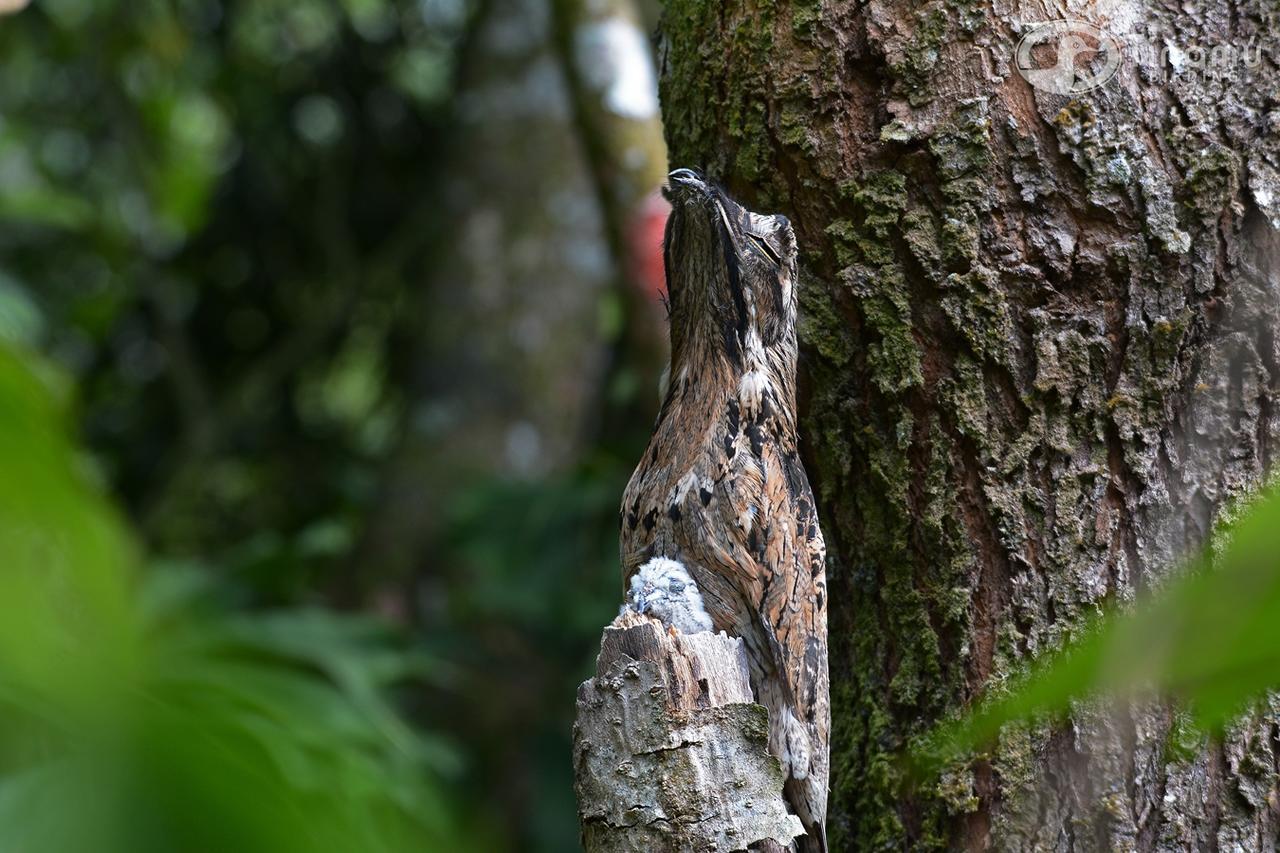 Hotel Tinamu Birding La Manuelita Exterior foto