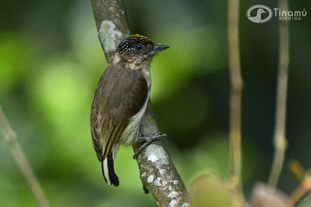 Hotel Tinamu Birding La Manuelita Exterior foto
